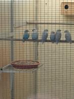 vogels, Dieren en Toebehoren, Vogels | Parkieten en Papegaaien, Geslacht onbekend, Dwergpapegaai of Agapornis, Geringd