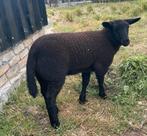 Ramlam, Animaux & Accessoires, Mâle, Mouton, 0 à 2 ans