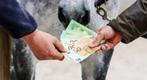 Aankoop, verkoop en bemiddeling van paarden en pony’s, Ophalen of Verzenden, Overige toepassingen