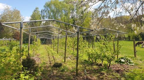 Overkapping klein fruit, Tuin en Terras, Overkappingen, Gebruikt, Overige typen, Ophalen