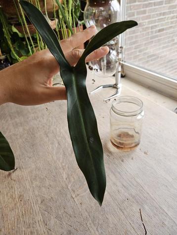 Philodendron Mexicanum disponible aux enchères