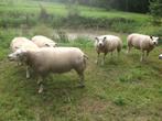Schapenwol van Texelschapen, Dieren en Toebehoren, Schaap