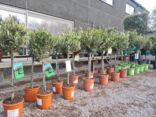 Olijfboom Olea Europaea, Tuin en Terras, Planten | Bomen, Olijfboom, Ophalen