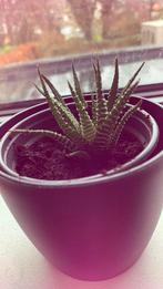 Leuk vetplantje, Maison & Meubles, Plantes d'intérieur, Enlèvement ou Envoi