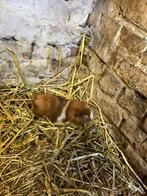 Langharige cavia's, Dieren en Toebehoren, Meerdere dieren, Cavia, Tam