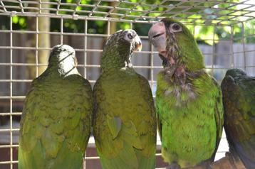 5 Pionus Maximiliani en 3 Bronsvleugel-papegaaien. beschikbaar voor biedingen