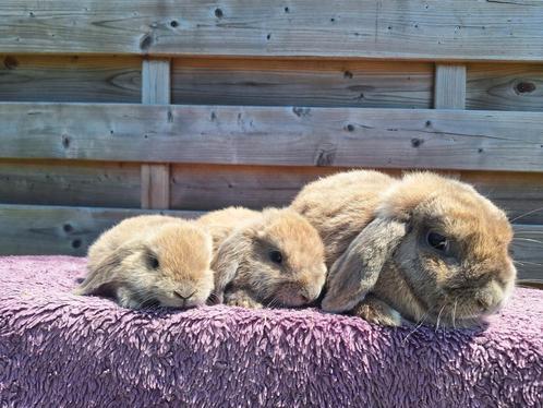 Nederlandse hangoor dwerg konijn voedsters, Dieren en Toebehoren, Konijnen, Dwerg, Vrouwelijk, 0 tot 2 jaar, Hangoor