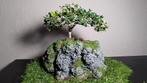 bonsaï houx japonais + pot fait main   50€/1 ou 130€/3, Maison & Meubles, Plantes d'intérieur, Enlèvement, Bonsai