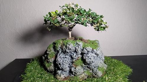 2 bonsaï houx japonais + pot fait main   50€/1 ou 130€/3, Maison & Meubles, Plantes d'intérieur, Bonsai, Enlèvement