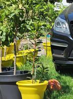 🩵🩵🩵   AARDBEIEN BOOM, Ophalen, Minder dan 100 cm, Overige soorten, Volle zon