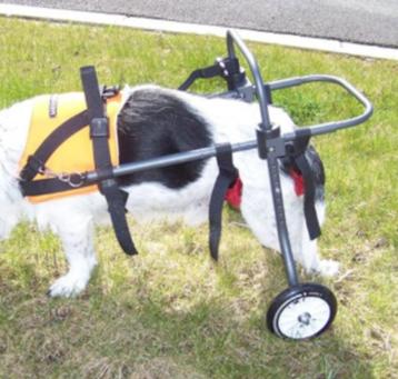 Voiturette pour chien de 31 à 45 kg (Berger+Akita+Retriever), Ophalen, Zo goed als nieuw