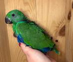 Jonge mannelijke papegaai eclectus EAM, Mannelijk, Papegaai, Tam