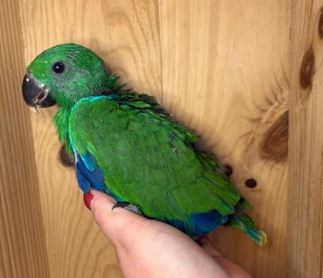 Jonge mannelijke papegaai eclectus EAM beschikbaar voor biedingen