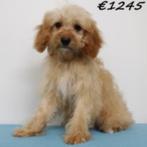 Cavapoo pups te koop, 15 weken tot 1 jaar, Buitenland, CDV (hondenziekte), Meerdere