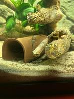 Borstelneus pleco, Dieren en Toebehoren, Vissen | Aquaria en Toebehoren, Ophalen