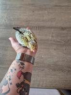 Tamme valkparkiet, Dieren en Toebehoren, Vogels | Parkieten en Papegaaien, Geslacht onbekend, Parkiet, Geringd