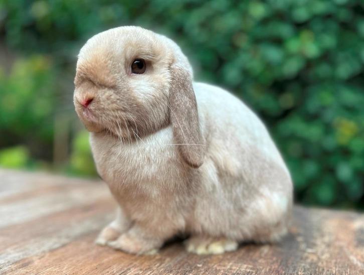 Prachtige lieve jong volwassen raszuiver Minilop voedster, Dieren en Toebehoren, Konijnen, Klein, Vrouwelijk, 0 tot 2 jaar, Hangoor