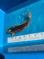 Shusui koi 40cm, Dieren en Toebehoren, Karper of Koi