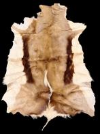 oud vel van een springbok, jaren 60-70, Enlèvement ou Envoi, Comme neuf, Animal sauvage, Autres types