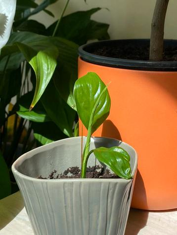 Fleur de lune beschikbaar voor biedingen
