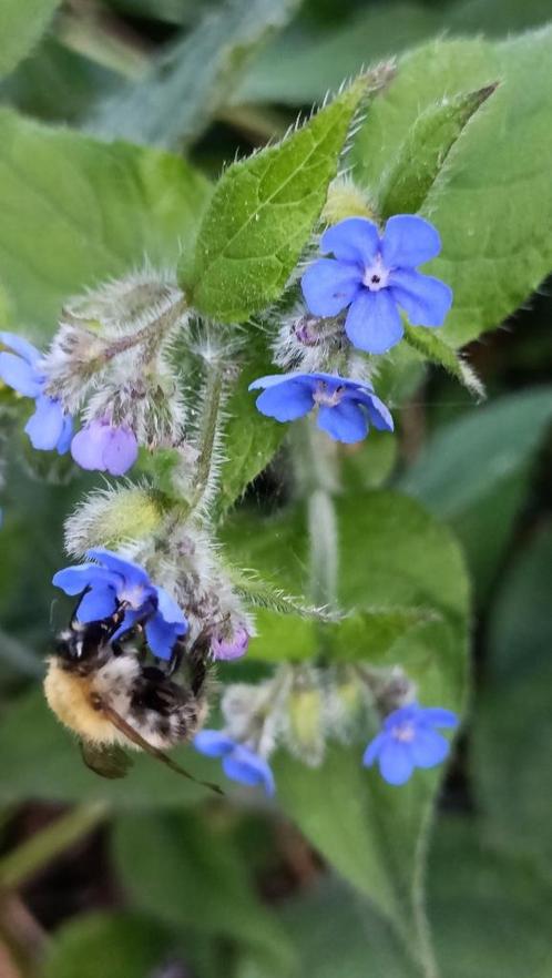 Overblijvende ossentong / anchusa , vanaf 0,75 cent, Tuin en Terras, Planten | Tuinplanten, Vaste plant, Overige soorten, Halfschaduw
