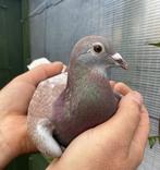 Duivin 2025, Dieren en Toebehoren, Vrouwelijk, Postduif