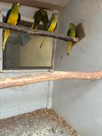 Elegantparkiet, Meerdere dieren, Parkiet, Geringd