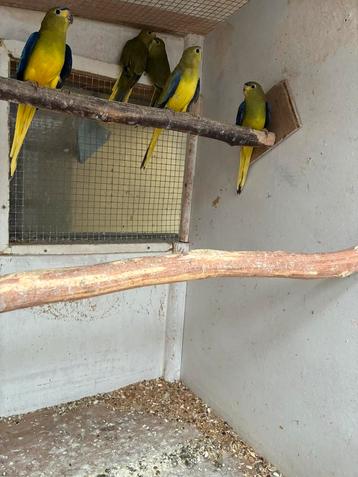 Elegantparkiet beschikbaar voor biedingen