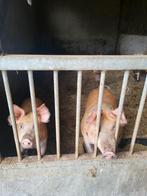 Biggen Duroc-pietrain, Dieren en Toebehoren