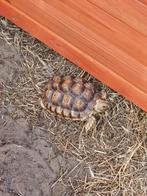 Tortue sulcata 2024, Dieren en Toebehoren, Reptielen en Amfibieën, Schildpad