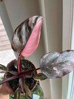 Philodendron Pink Princess Marble, Ophalen of Verzenden