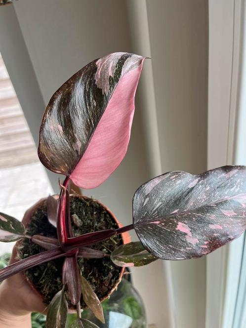 Philodendron Pink Princess Marble, Huis en Inrichting, Kamerplanten, Ophalen of Verzenden