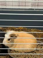Cavia, Dieren en Toebehoren, September, Mannelijk, Cavia