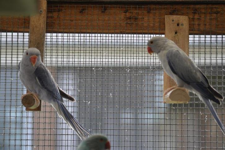 Halsbandparkieten Buttercup/Opaline, Dieren en Toebehoren, Vogels | Parkieten en Papegaaien, Parkiet, Meerdere dieren, Geringd