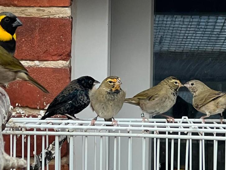 Tiaris olivaceus , grote cubavink, Dieren en Toebehoren, Vogels | Overige Vogels, Tropenvogel, Meerdere dieren, Geringd