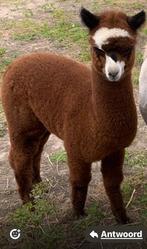 alpacacria hengst zeer mooie vacht, Dieren en Toebehoren, Juni, Mannelijk