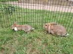 Twee voedsters te koop, Dieren en Toebehoren, Konijnen, Vrouwelijk, Dwerg, 0 tot 2 jaar