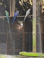 halsbandparkieten, Meerdere dieren, Parkiet, Geringd