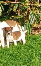 Jack Russel puppy te koop, België, Fokker | Hobbymatig, Jack Russell Terriër, 8 tot 15 weken