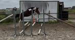 Prachtige Pony jaarlig, Dieren en Toebehoren, Pony's, Merrie, Gechipt, Springpony, 0 tot 2 jaar