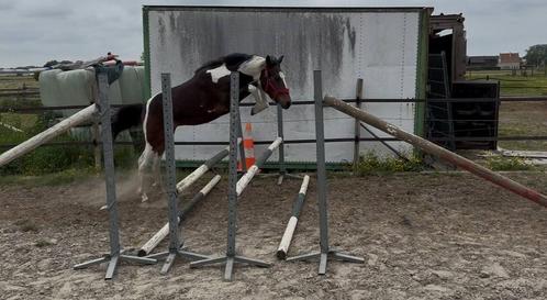 Prachtige Pony jaarlig, Dieren en Toebehoren, Pony's, Merrie, Onbeleerd, D pony (1.37m tot 1.48m), Springpony, 0 tot 2 jaar, Met stamboom