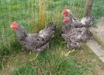 Amrock hennen, Dieren en Toebehoren, Pluimvee