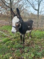Te koop bonte ezel hengst, Hengst, B pony (1.17m tot 1.27m), 3 tot 6 jaar