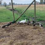 Jonge pauwen, Dieren en Toebehoren, Meerdere dieren, Overige soorten