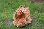 Cochin krulveer krielkippen jonge hennen beschikbaar, Femelle, Poule ou poulet