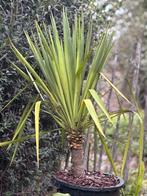 Yucca Palmlelie (ca. 80 cm), Tuin en Terras, Planten | Tuinplanten, Ophalen, Vaste plant
