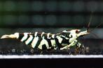 Black fancy Tiger caridina garnalen