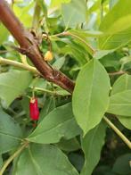 Lonicera fragantissima(struik), Tuin en Terras, Planten | Tuinplanten, Volle zon, Vaste plant, Winter, Ophalen