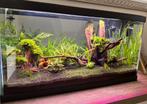 Compleet aquarium van 60 liter — uitgerust, beplant, Dieren en Toebehoren, Ophalen, Zo goed als nieuw