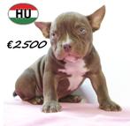 Exotic Bully (teefjes) pups te koop, 15 weken tot 1 jaar, Buitenland, Meerdere, Overige rassen